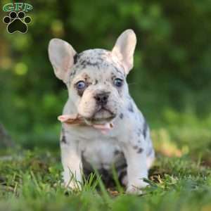 Peggy, French Bulldog Puppy